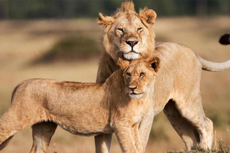 "Le règne des lions du Masaï Mara" sur France 5 lundi 29 mai 2023 - Vidéo