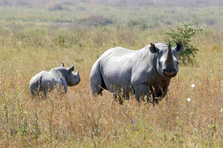 « Diversité contre extinction : le grand défi de l&#039;humanité » mardi 19 avril sur ARTE (vidéo)