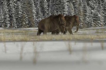 &quot;Le monde perdu des mammouths&quot; : document inédit sur France 5 jeudi 15 février 2024 - Vidéo