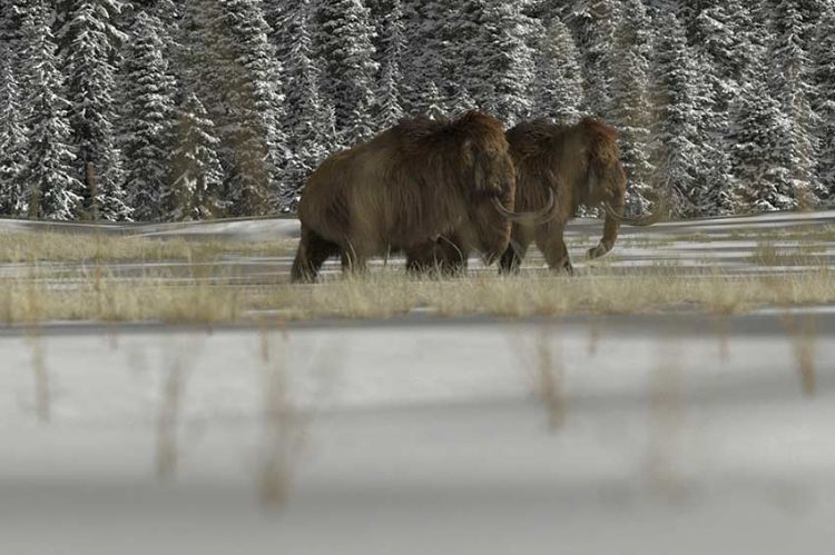 "Le monde perdu des mammouths" : document inédit sur France 5 jeudi 15 février 2024 - Vidéo