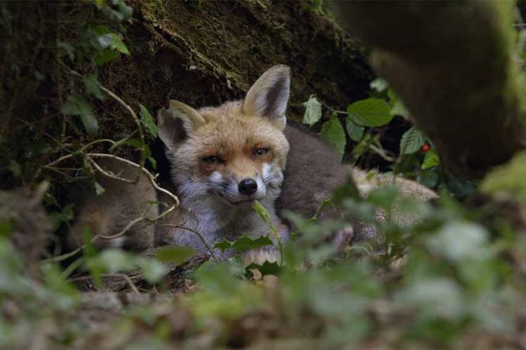 “La ligne bleue” : « Des fraises pour le renard » lundi 4 avril sur France 3 (vidéo)