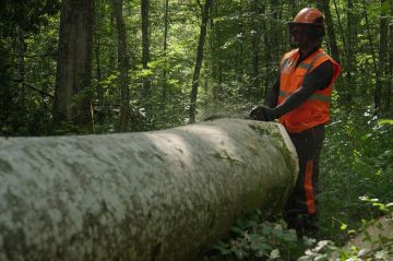 &quot;Bûcheron : un métier à hauts risques&quot; : 2 épisodes diffusés sur RMC Découverte jeudi 1er février 2024