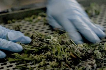 &quot;Cannabis&quot;, une enquête de Mathieu Kassovitz et Antoine Robin diffusée sur France 5 mardi 2 avril 2024 - Vidéo