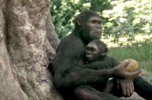 « Nos ancêtres les hominidés » à revoir jeudi 3 février sur France 5 (vidéo)