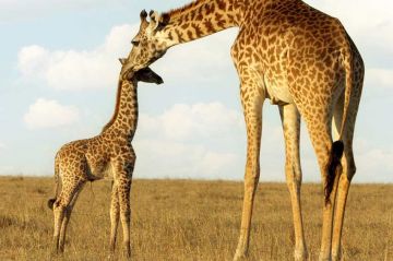 &quot;Serengeti : La grande cavalcade des animaux&quot; sur ARTE samedi 15 juillet 2023 - Vidéo