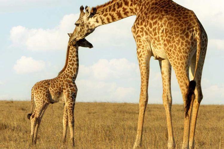 "Serengeti : La grande cavalcade des animaux" sur ARTE samedi 15 juillet 2023 - Vidéo