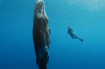 "Thalassa, aventures extrêmes" dévoile le monde secret des cachalots le 30 septembre 2024 sur France 5 (vidéo)