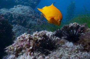 « Planète Bleue, voyage au coeur des océans », dimanche 11 juillet sur France 5