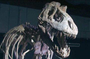 &quot;Dinosaures, la chasse aux fossiles&quot; sur ARTE samedi 13 avril 2024