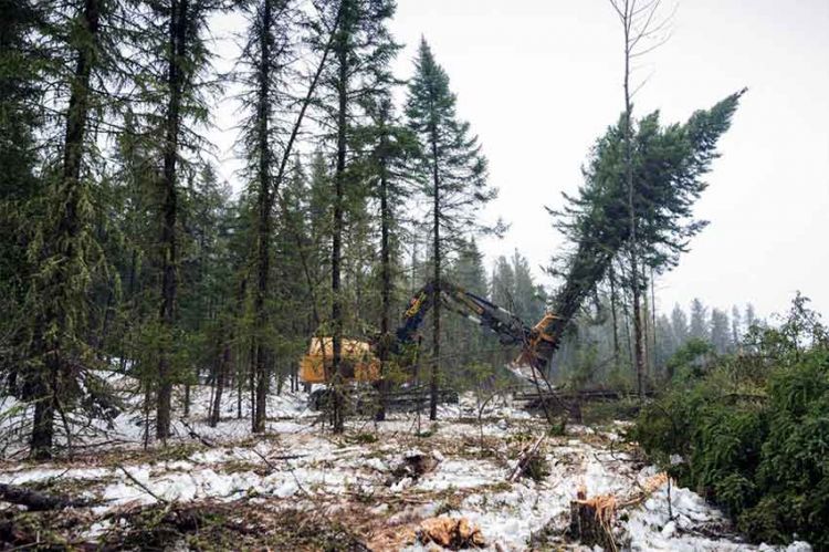 « Les forêts du Grand Nord », à la découverte de la forêt boréale, samedi 29 mai sur ARTE