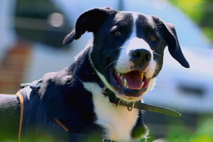 “Animaux à adopter : nouvelle famille pour une nouvelle vie”, immersion dans 3 refuges de la SPA sur C8