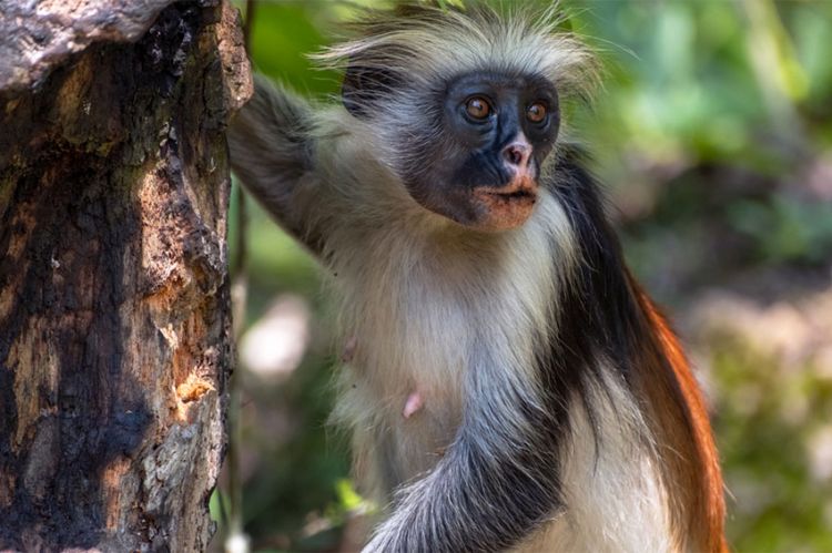 "Espèces en voie d'adaptation" : série documentaire à suivre sur ARTE samedi 13 janvier 2024