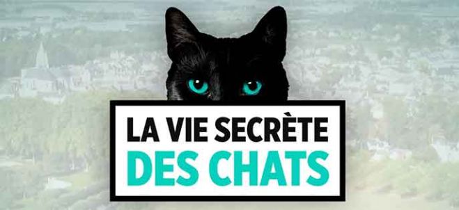 “La vie secrète des chats” racontée par Valérie Damidot cet après-midi sur TF1 (vidéo)