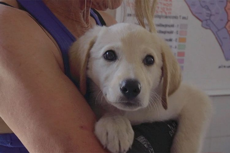 « Sans collier : chiens et chats à adopter » 2 nouveaux épisodes sur RMC Story mercredi 29 mai 2024