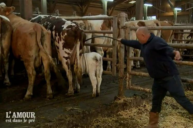 Replay “L'amour est dans le pré” : Bruno et les vaches... ça fait deux ! (vidéo)