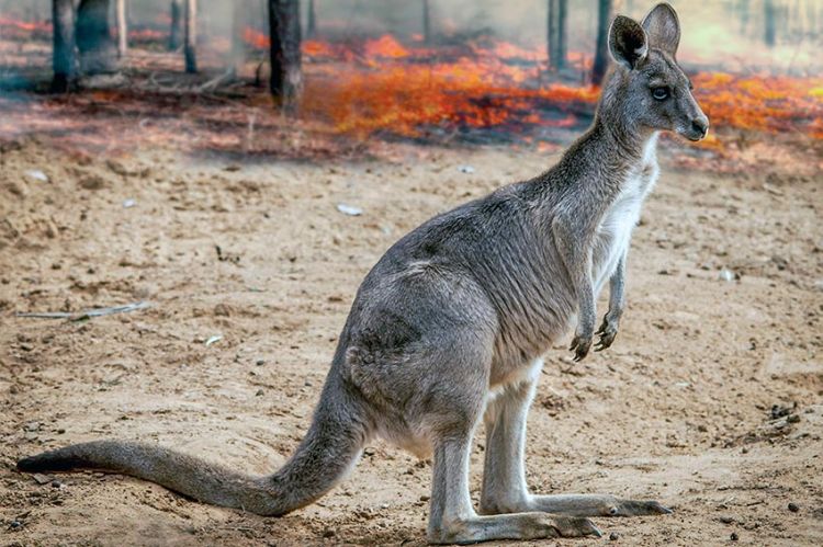 « Feux de forêt en Australie : au secours de la faune sauvage », mercredi 7 juillet sur ARTE