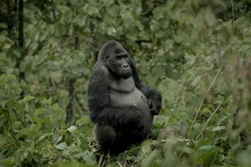 &quot;Sur la terre des gorilles&quot; : document inédit diffusé sur France 5 lundi 8 janvier 2024 - Vidéo