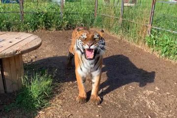 "Reportages découverte" : « Les mordus des nouveaux animaux de compagnie » sur TF1 samedi 10 juin 2023 - Vidéo