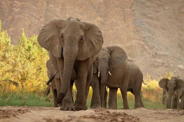 "Kalahari, l'autre loi de la jungle" à revoir sur France 5 lundi 1er mai 2023 - Vidéo