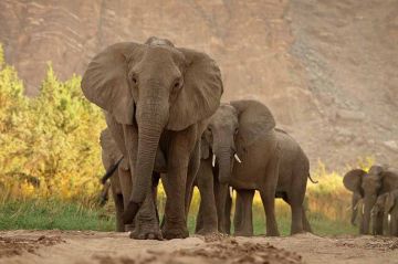 &quot;Kalahari, l&#039;autre loi de la jungle&quot; à revoir sur France 5 lundi 1er mai 2023 - Vidéo