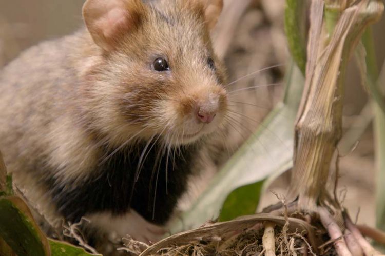 « Qui a peur du grand hamster ? » lundi 4 octobre sur France 5 (vidéo)