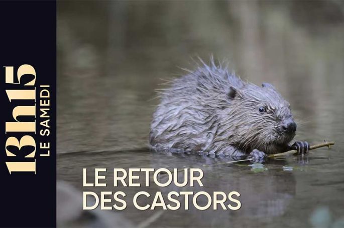 "13h15 du samedi" : Le retour des castors ce 3 octobre 2026 sur France 2