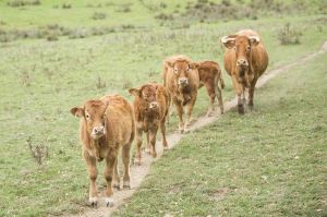 “L&#039;amour est dans le pré” : revoir les portraits des 7 premiers agriculteurs de la saison 14 (vidéo)