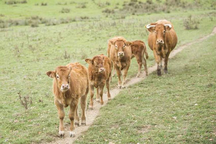 “L'amour est dans le pré” : revoir les portraits des 7 premiers agriculteurs de la saison 14 (vidéo)