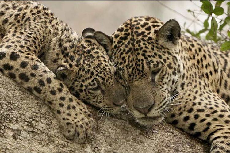 "Au nom des jaguars" : immersion dans le marécage du Pantanal lundi 3 mars 2025 sur France 5 (vidéo)