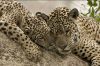 &quot;Au nom des jaguars&quot; : immersion dans le marécage du Pantanal lundi 3 mars 2025 sur France 5 (vidéo)