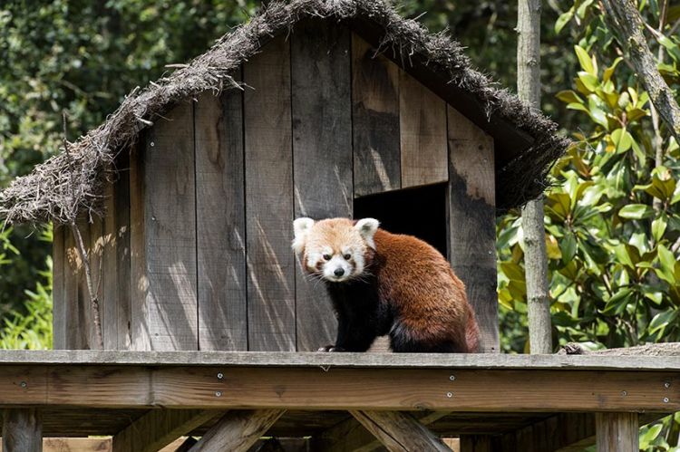 “Une saison au Zoo” : spéciale « hiver » à découvrir sur France 4 à partir du 18 janvier