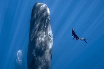"Patrick et la baleine" : l'odyssée de Patrick Dykstra diffusée sur ARTE samedi 4 janvier 2025