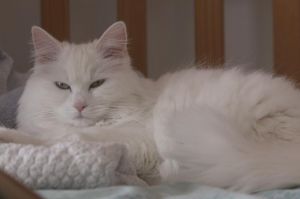 « Ces animaux qui nous soignent », mardi 22 juin sur France 5