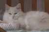 « Ces animaux qui nous soignent », mardi 22 juin sur France 5
