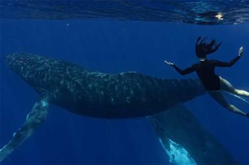 "Le souffle de vie" avec Natoo à la rencontre des baleines à bosse sur France 4 lundi 20 juillet 2026