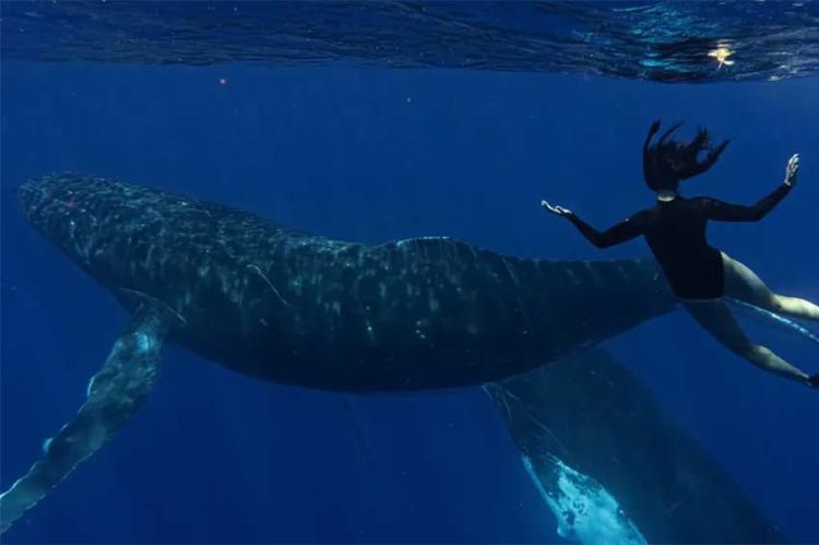 "Le souffle de vie" avec Natoo à la rencontre des baleines à bosse sur France 4 lundi 20 juillet 2026