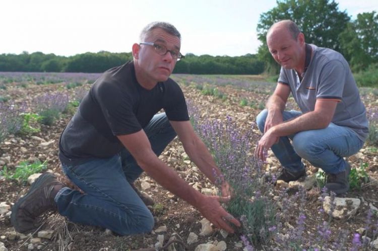 “Reportages découverte” samedi 8 octobre 2022 : « Les défis des agriculteurs » sur TF1