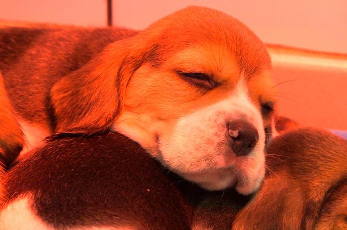 "Chiots & chatons : 3 mois pour devenir grands" à revoir sur T18 samedi 13 juin 2026