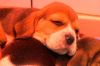"Chiots &amp; chatons : 3 mois pour devenir grands" à revoir sur T18 samedi 13 juin 2026