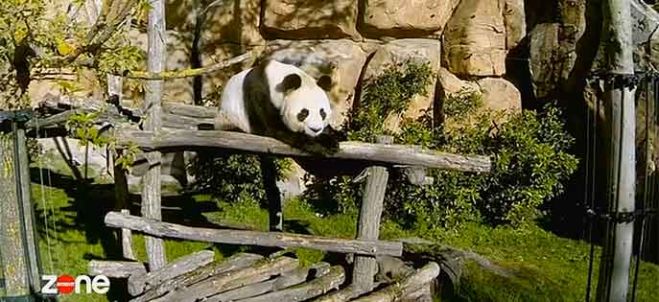 Les 1ères images de “Zone Interdite” au Zoo de Beauval ce 20 juillet sur M6 (vidéo)