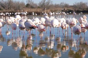 &quot;Sale temps pour la planète - Camargue, à la croisée des eaux&quot; sur France 5 lundi 11 mars 2024 - Vidéo