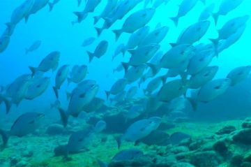 "Thalassa, aventures extrêmes" au Brésil, lundi 1er juin 2026 sur France 5 (vidéo)