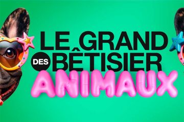 "Le grand bêtisier des animaux" 4ème épisode diffusé sur Gulli jeudi 4 juillet 2024