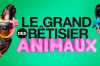 &quot;Le grand bêtisier des animaux&quot; 4ème épisode diffusé sur Gulli jeudi 4 juillet 2024