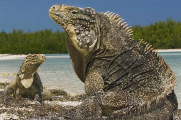 "Cuba, révolution sauvage" sur France 5 lundi 19 juin 2023 - Vidéo