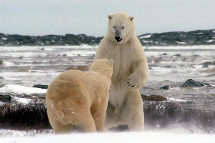 "L'homme qui aimait les ours" à revoir sur France 5 lundi 18 septembre 2023 - Vidéo