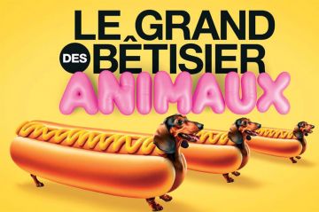 "Le grand bêtisier des animaux" Le 3ème épisode diffusé sur Gulli jeudi 27 juin 2024