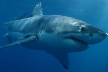 &quot;Thalassa, aventures extrêmes&quot; : Australie, dans l&#039;ombre du requin blanc sur France 5 lundi 21 octobre 2024 (vidéo)