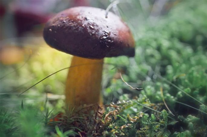 "Le monde extraordinaire des champignons" à revoir sur France 5 jeudi 16 avril 2026