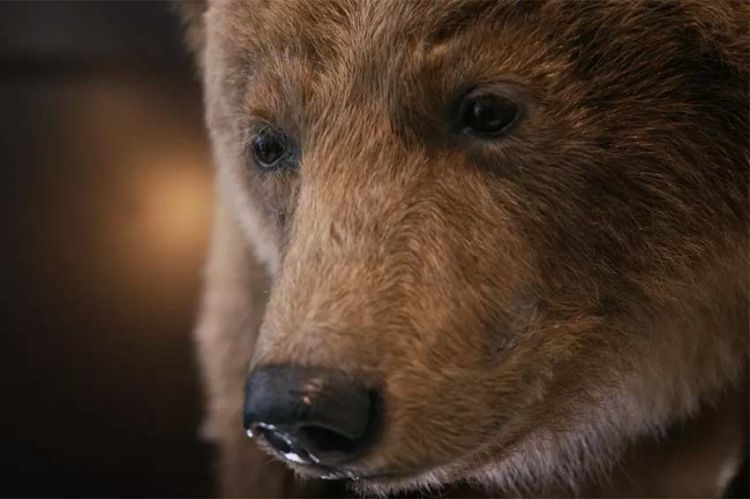 "Mort de l'ourse Cannelle, la blessure pyrénéenne" sur France 3 lundi 14 avril 2025